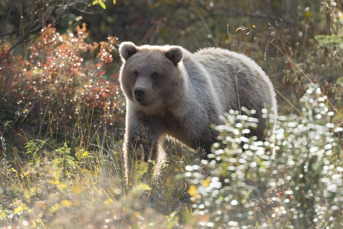 Curious Young Grizzly Bear