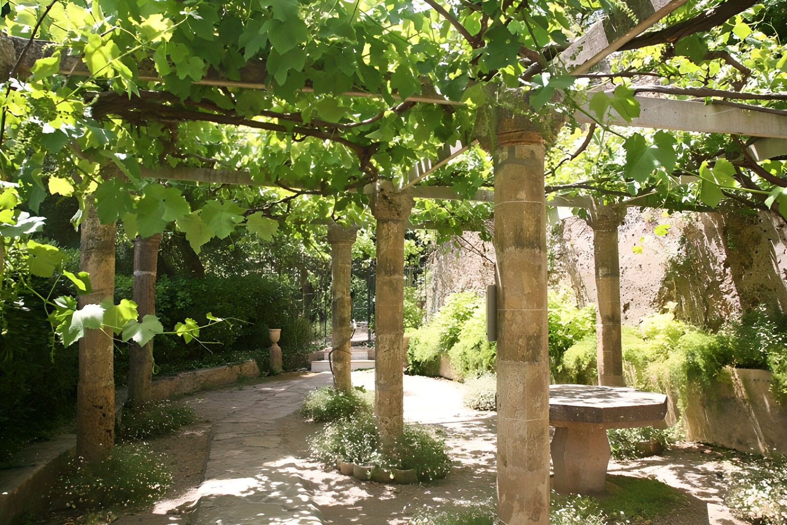 OCUK49697: Old covered terasse with vine leaves version 1