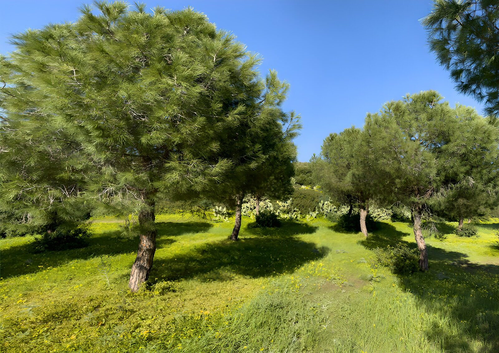 OCUK73518: Serene Green Oasis Under Blue Skies