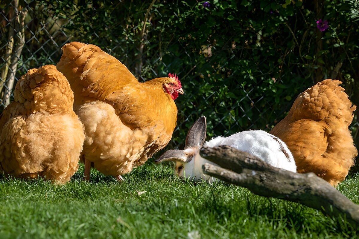 OCUK59115: Chickens and Rabbit in the Garden