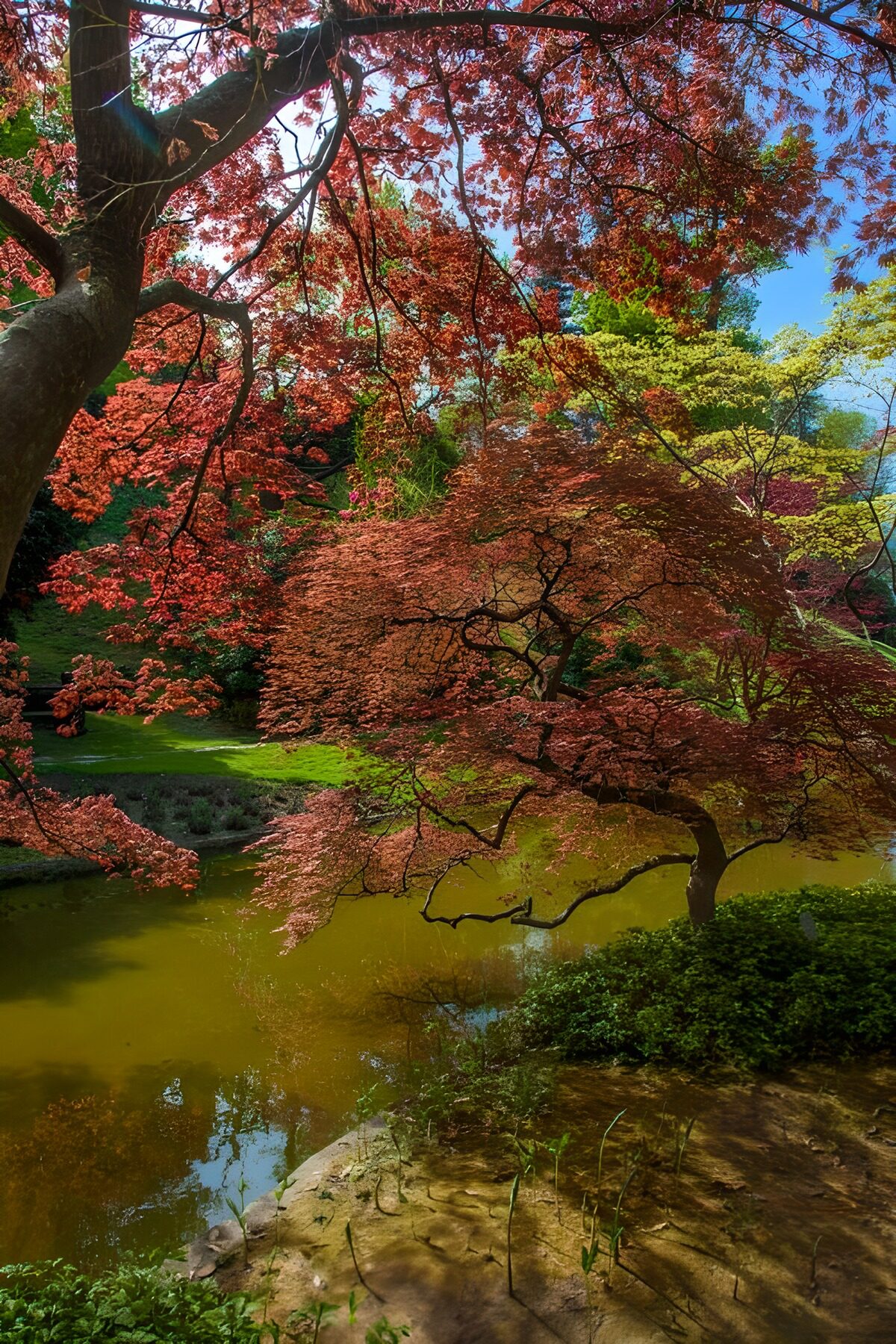 OCUK84683: Japanese garden with view on a pond