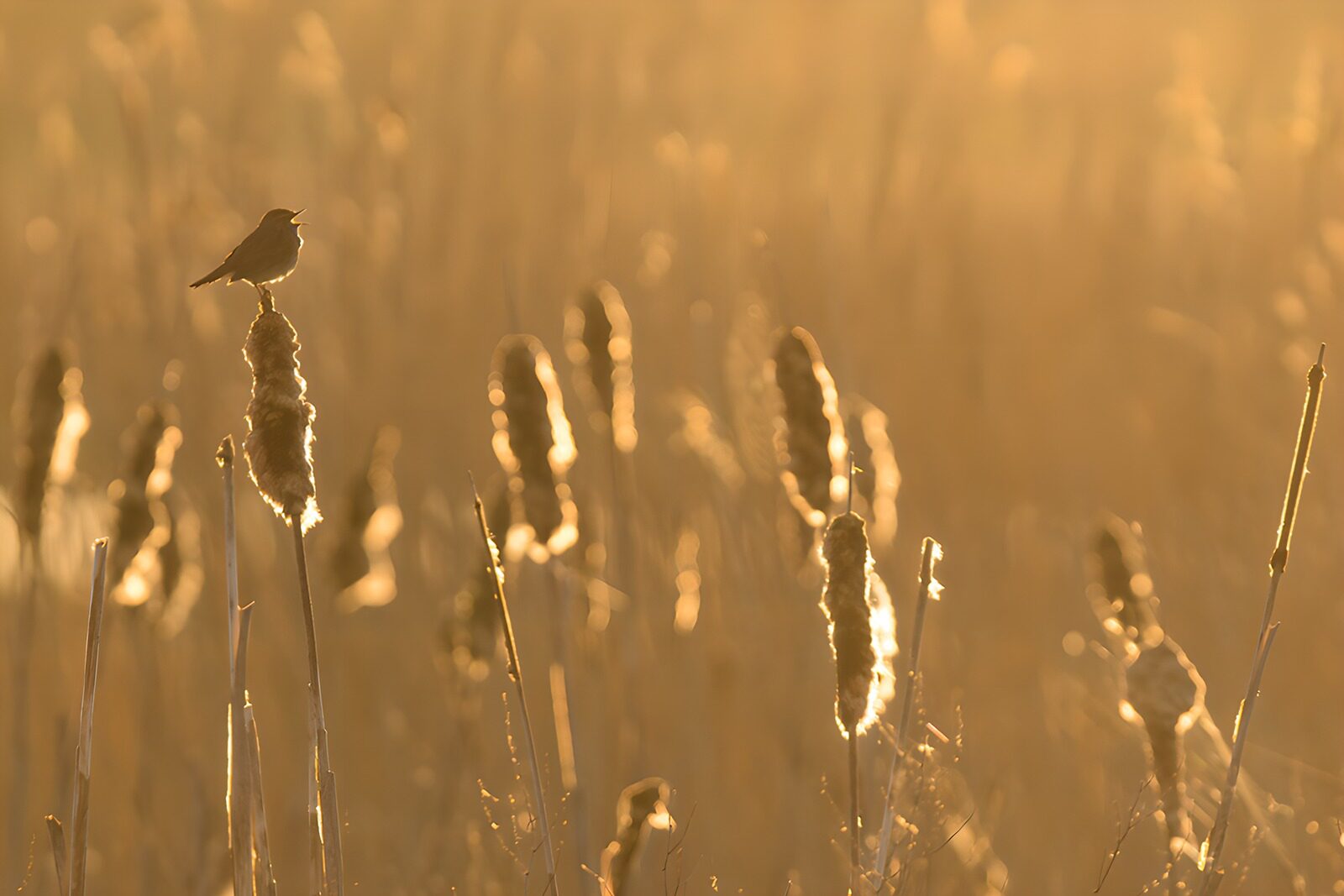 OCUK79665: Serene Sunset with Songbird