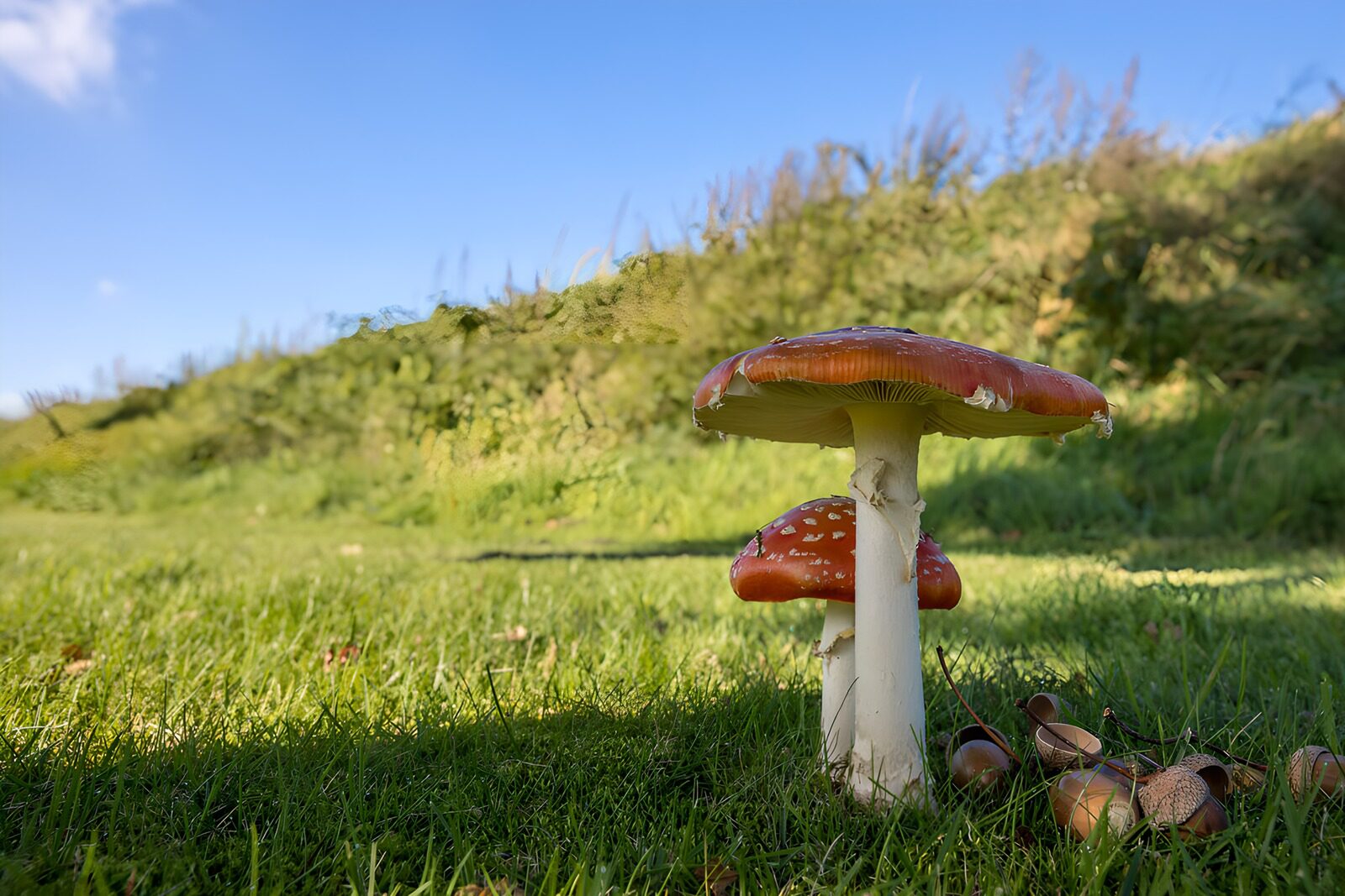 OCUK47135: Enchanting Red Mushrooms in the Meadow