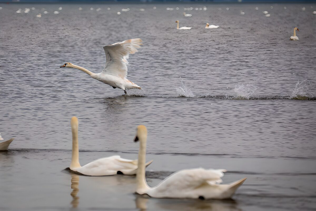 OCUK53882: Elegant Swans in Motion