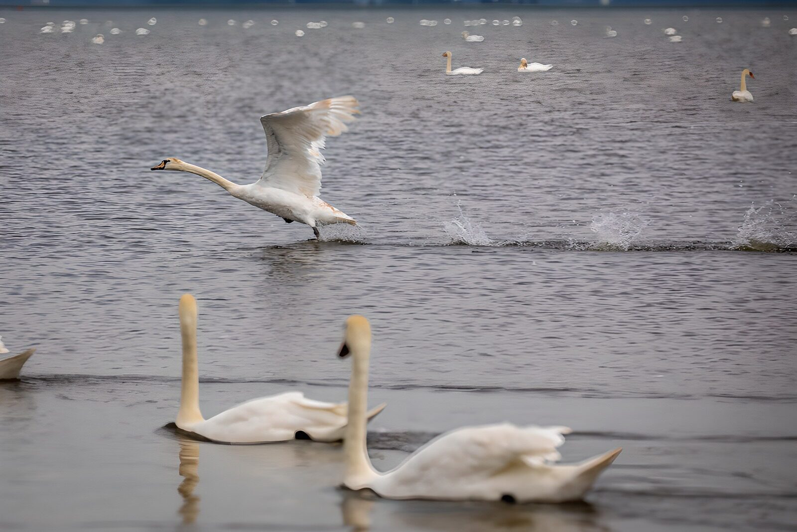OCUK53882: Elegant Swans in Motion