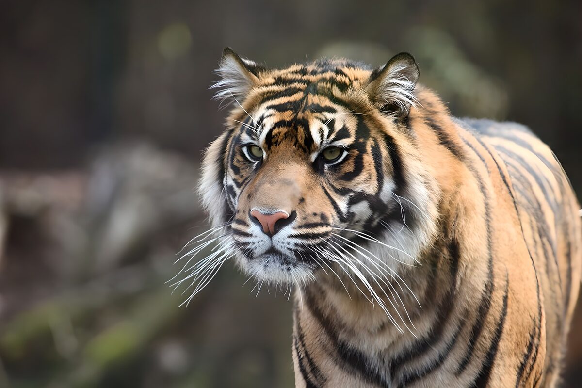 Majestic Bengal Tiger in Focus
