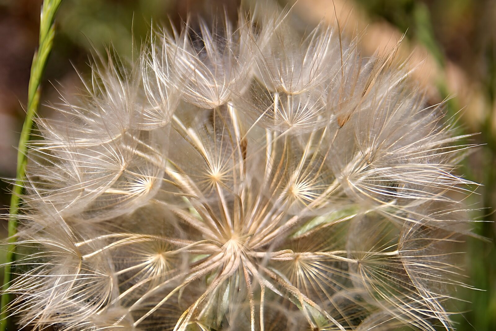 OCUK73641: Ethereal Seed Puff
