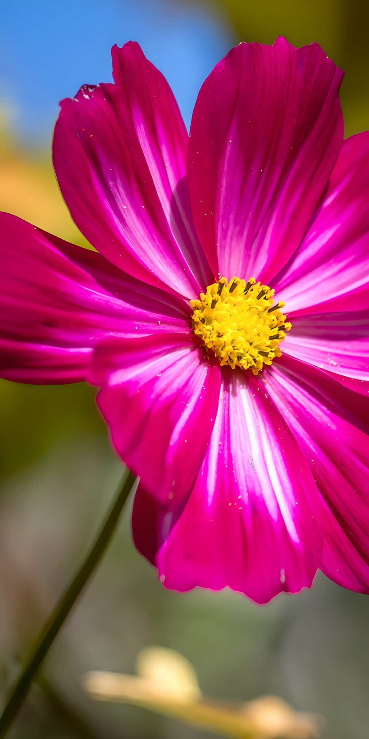 OCUK70401: Vibrant Pink Flower in Bloom