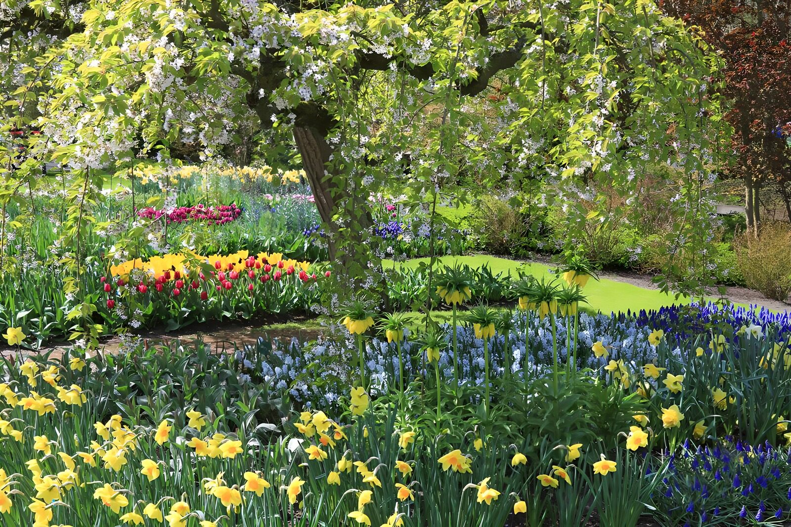 OCUK41571: Park with flowers and blossom tree in