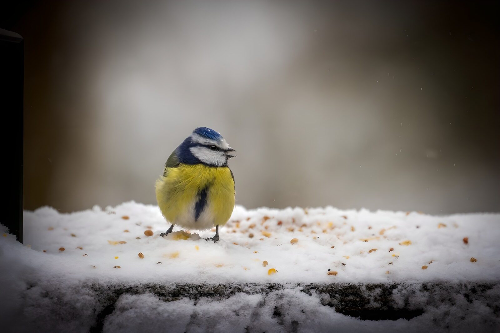 OCUK18668: Winter's Blue Tit Among Snow