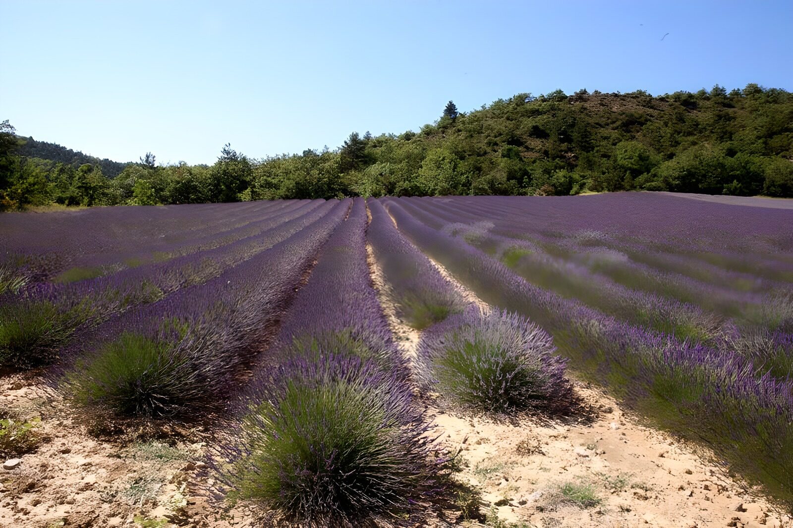 OCUK47529: Lavender field 3
