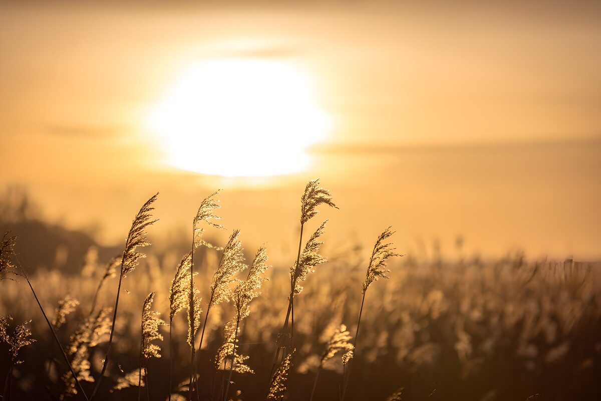 Golden Sunrise Over Serene Fields