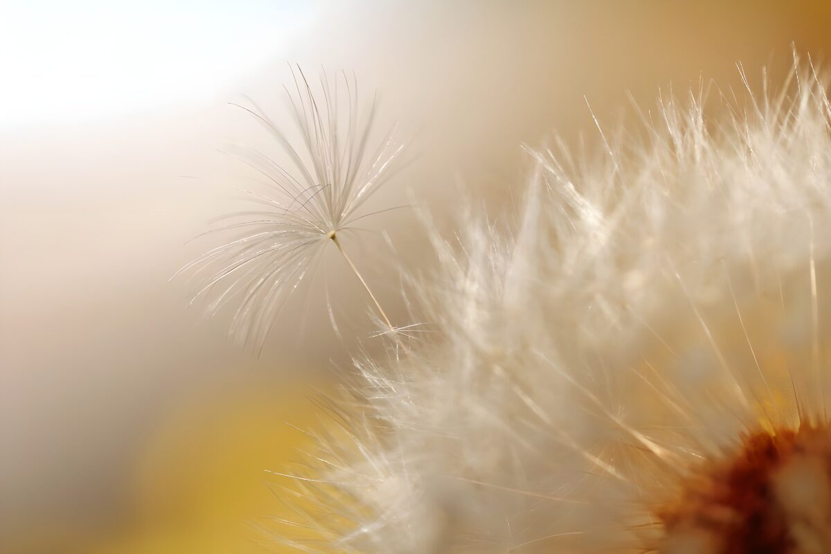 Flower photo 38