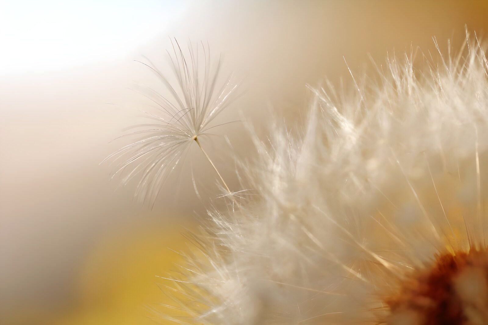 OCUK40484: Flower photo 38
