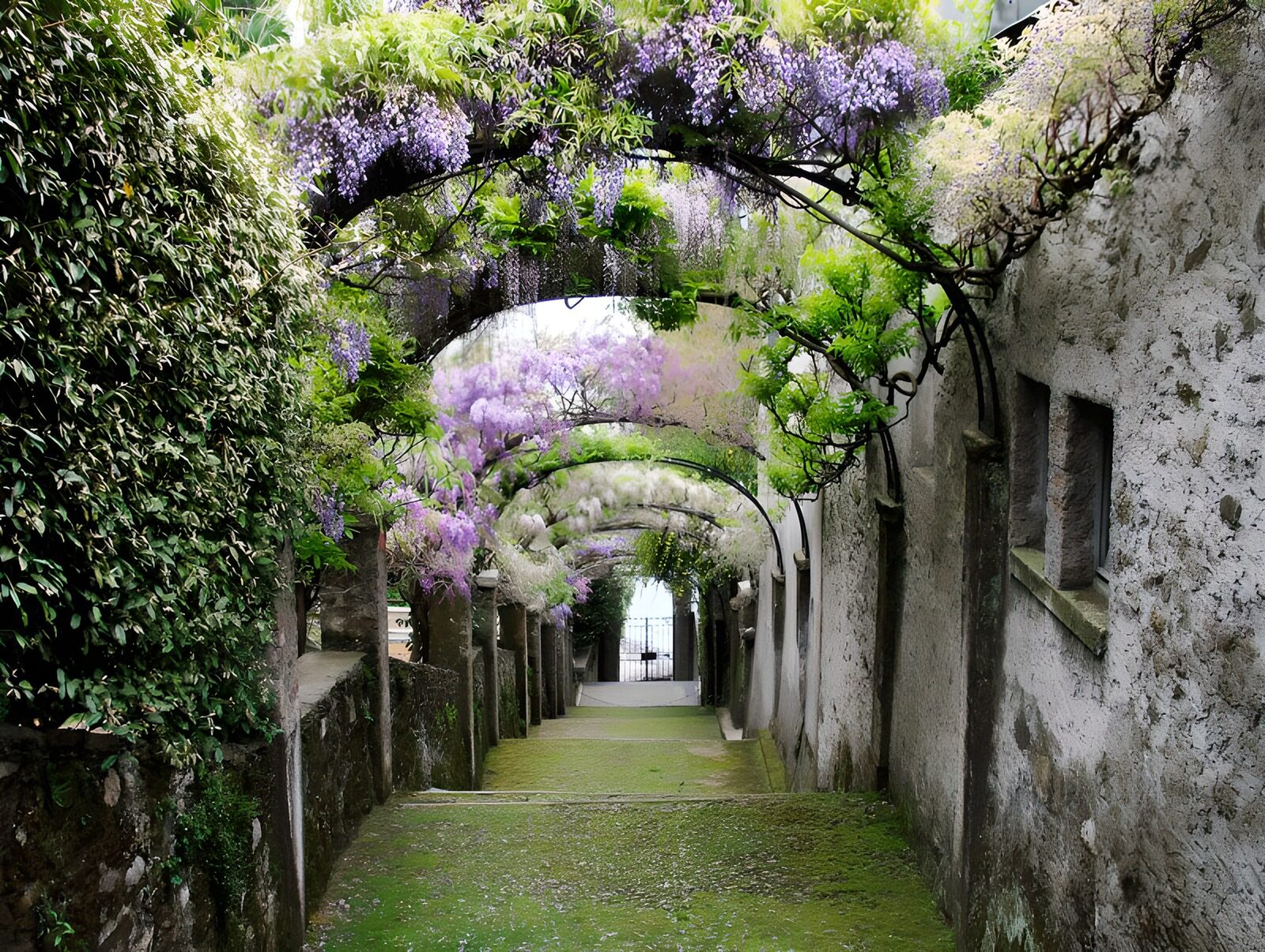 OCUK22029: Enchanted Wisteria Pathway