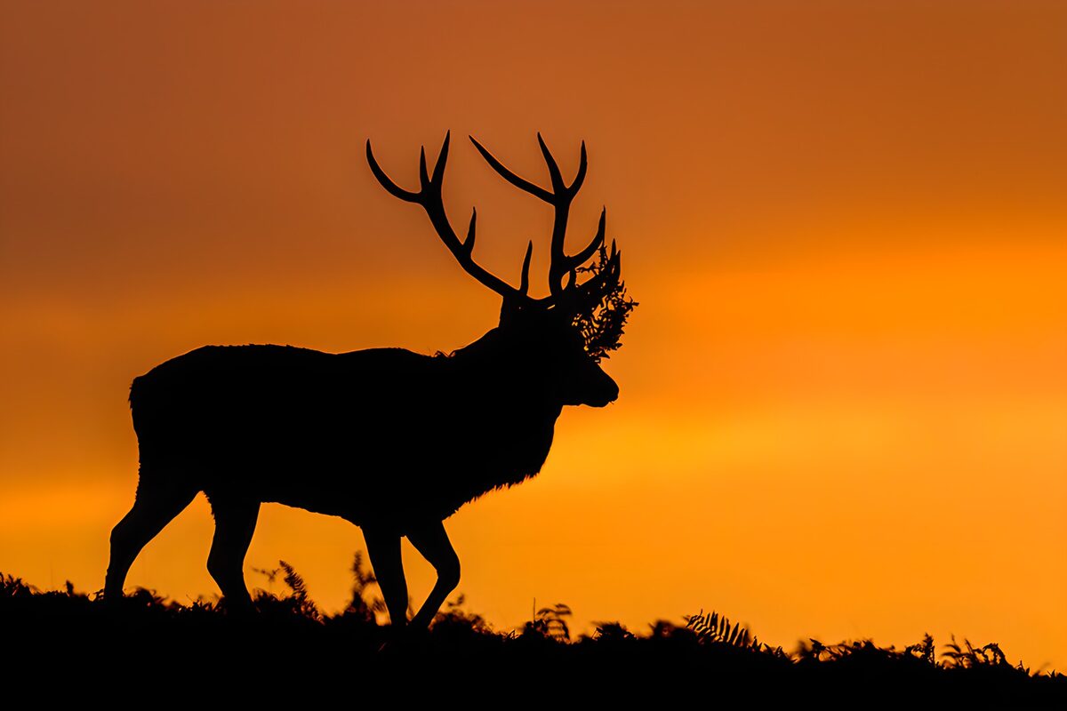 OCUK64343: Majestic Stag at Sunset