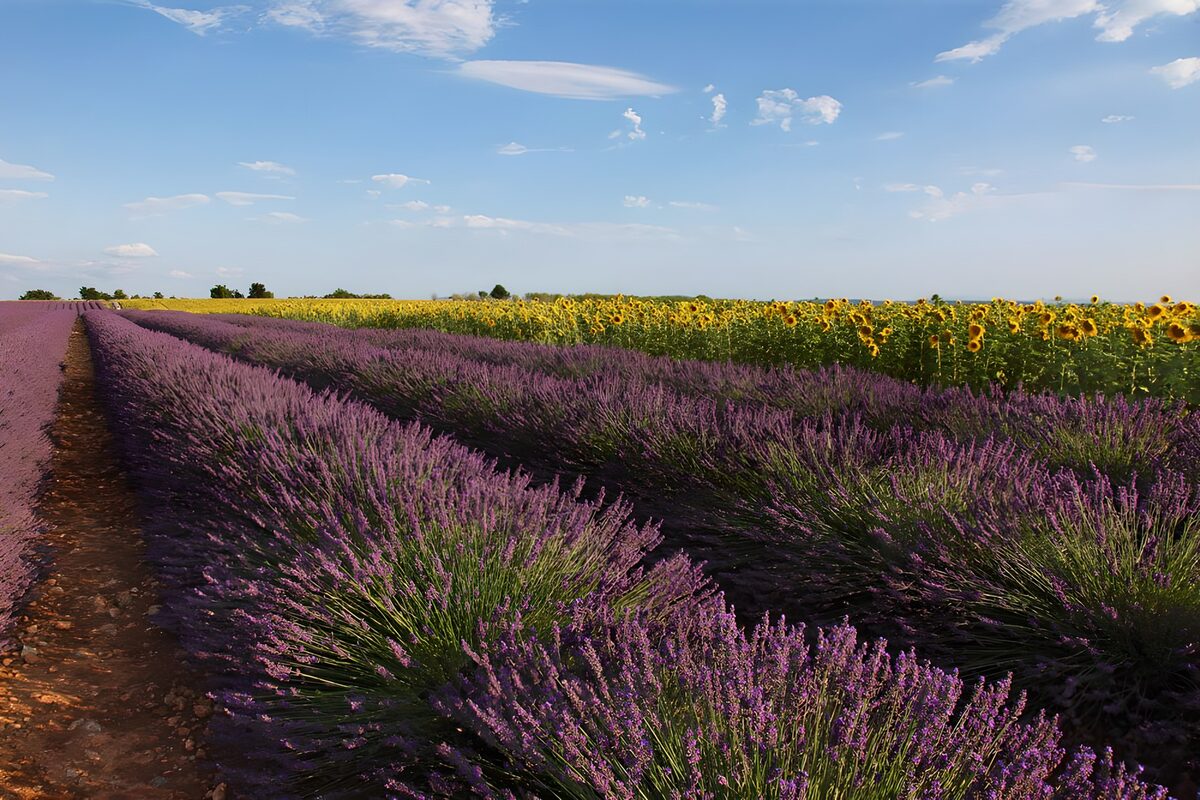 Lavender and Sunflower Fields
