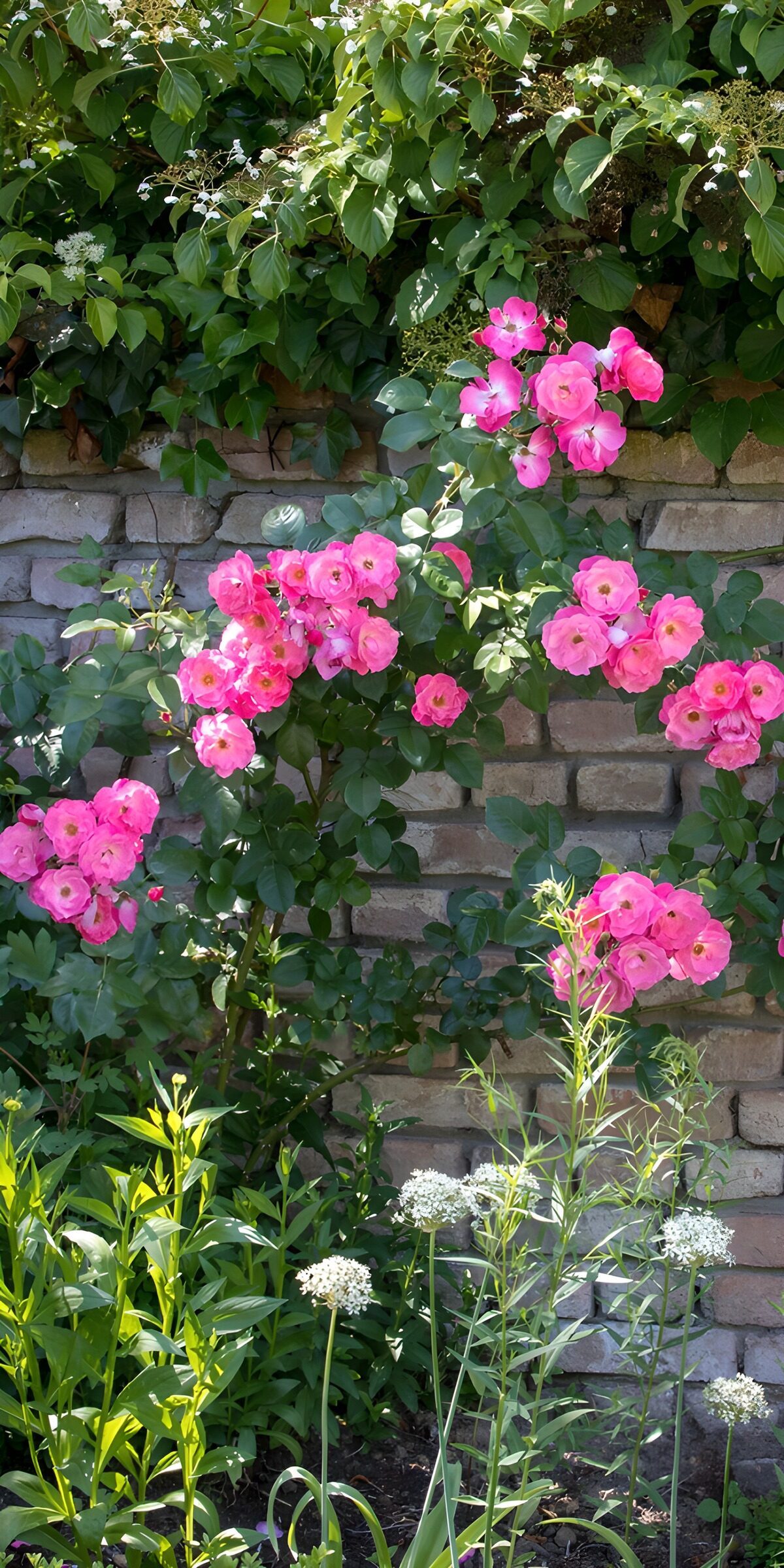 OCUK63825: Vibrant Pink Roses Against a Stone Wall