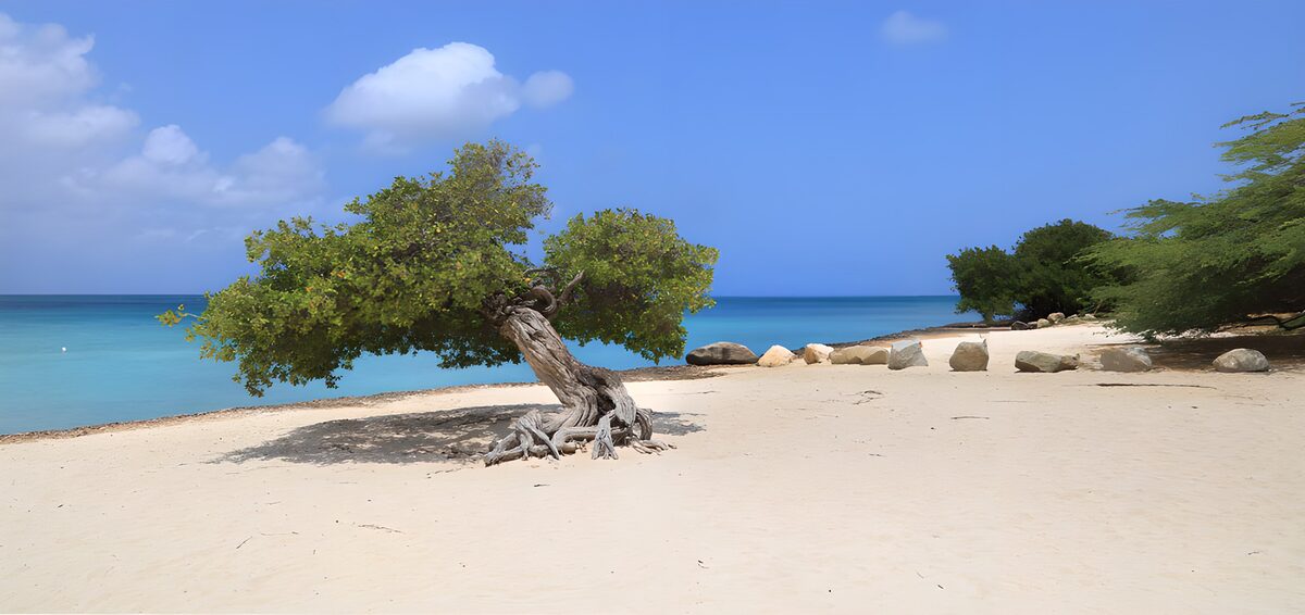 OCUK69076: Solitary Tree by the Shore