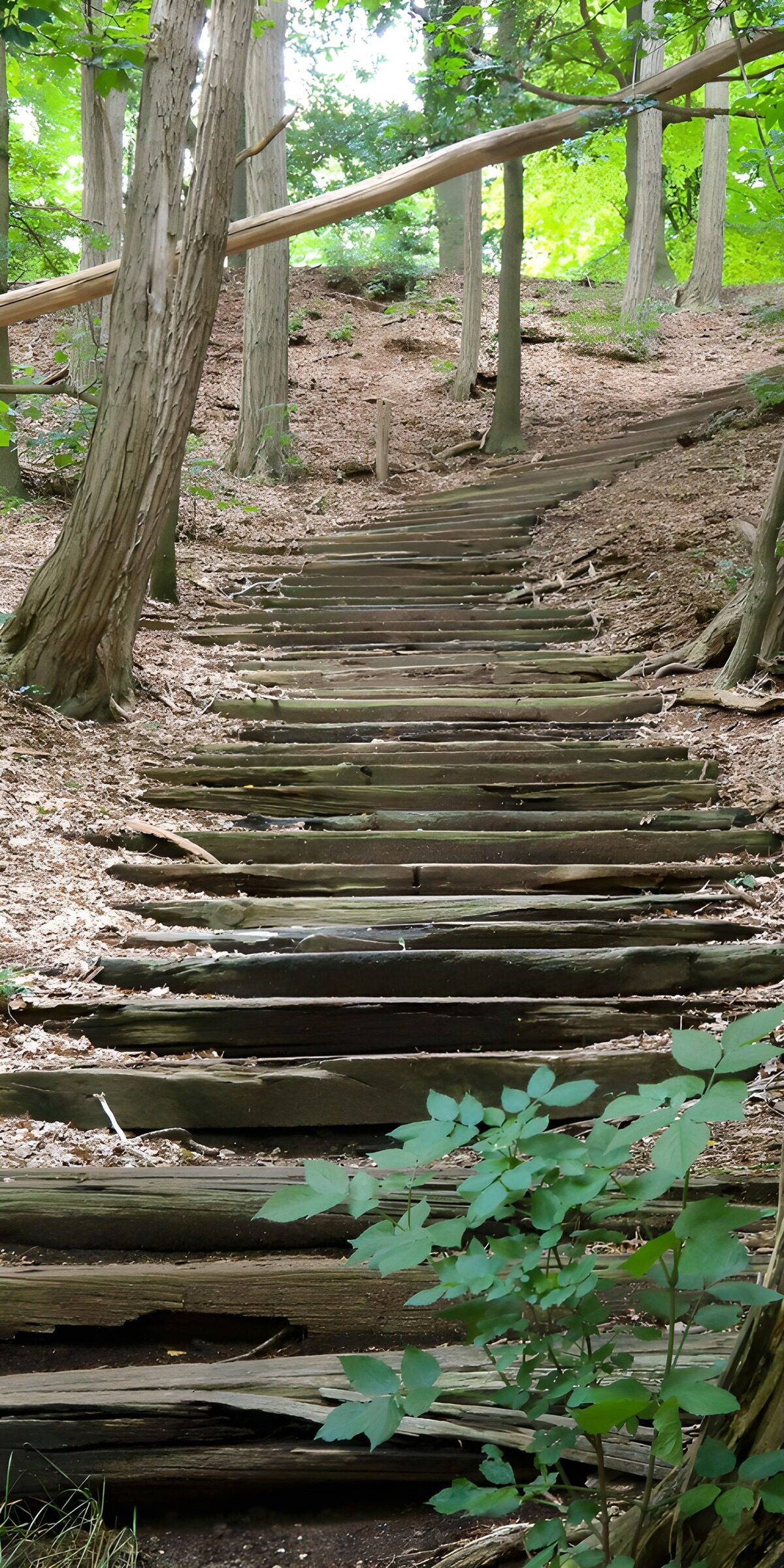 OCUK46322: Winding Steps Through the Woods