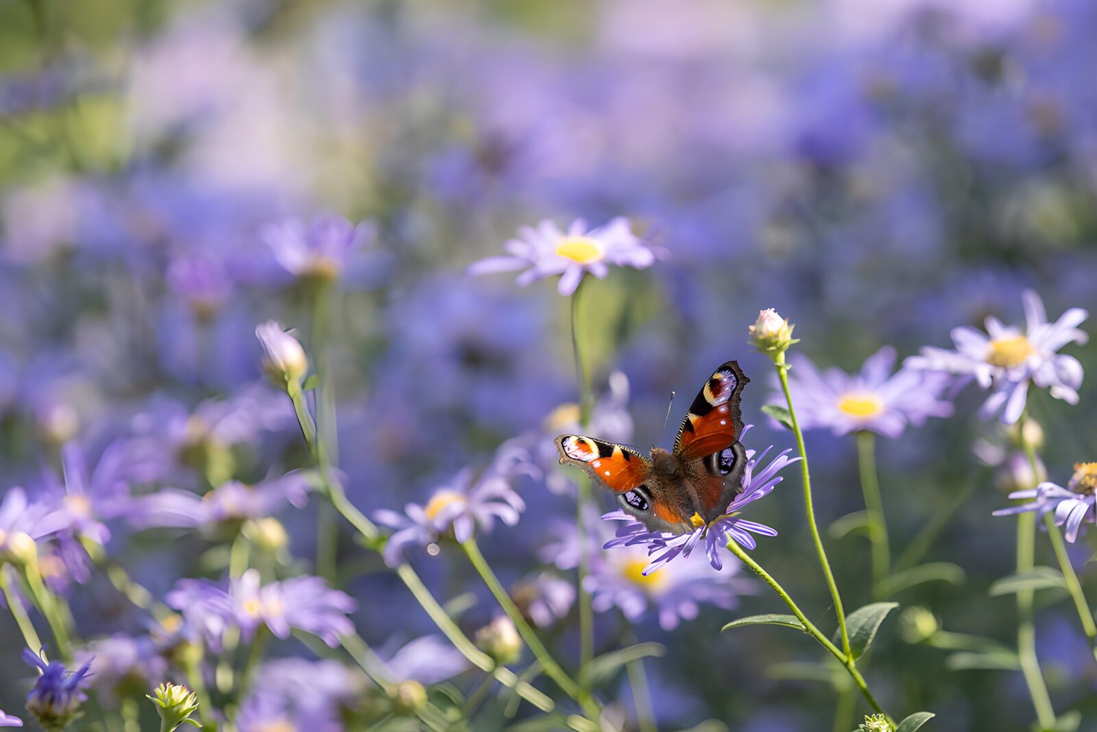 OCUK87408: Butterfly Among Lavender Blooms