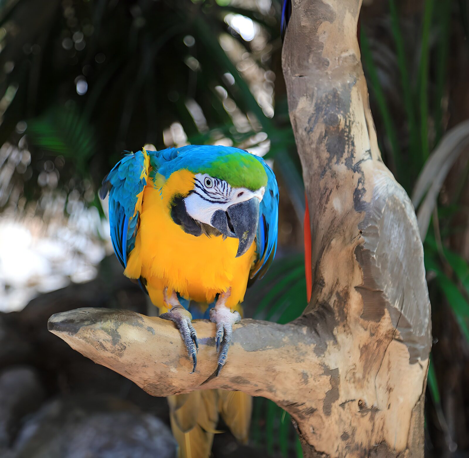 OCUK92679: Colorful Macaw Perched Elegantly