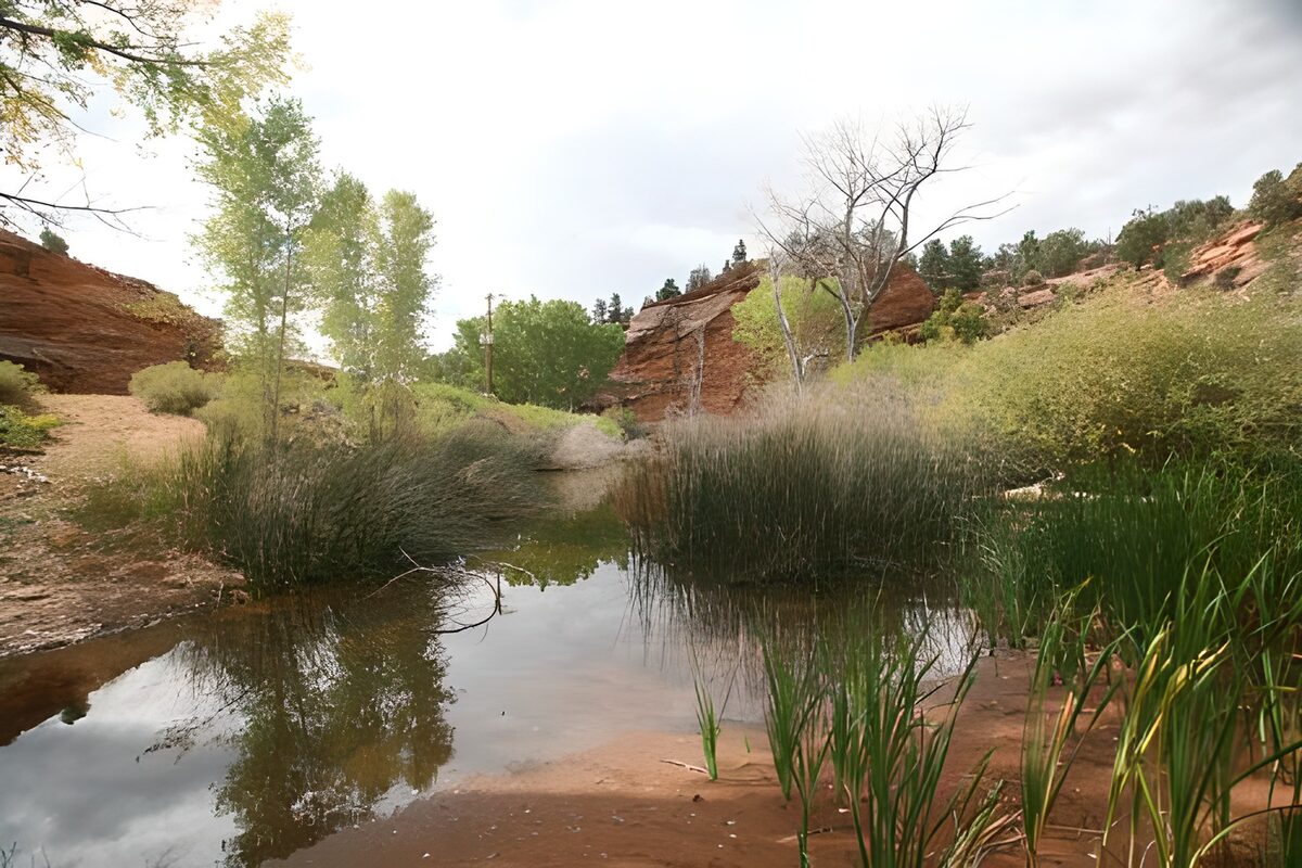 Watering hole in canyon area, trees and plants