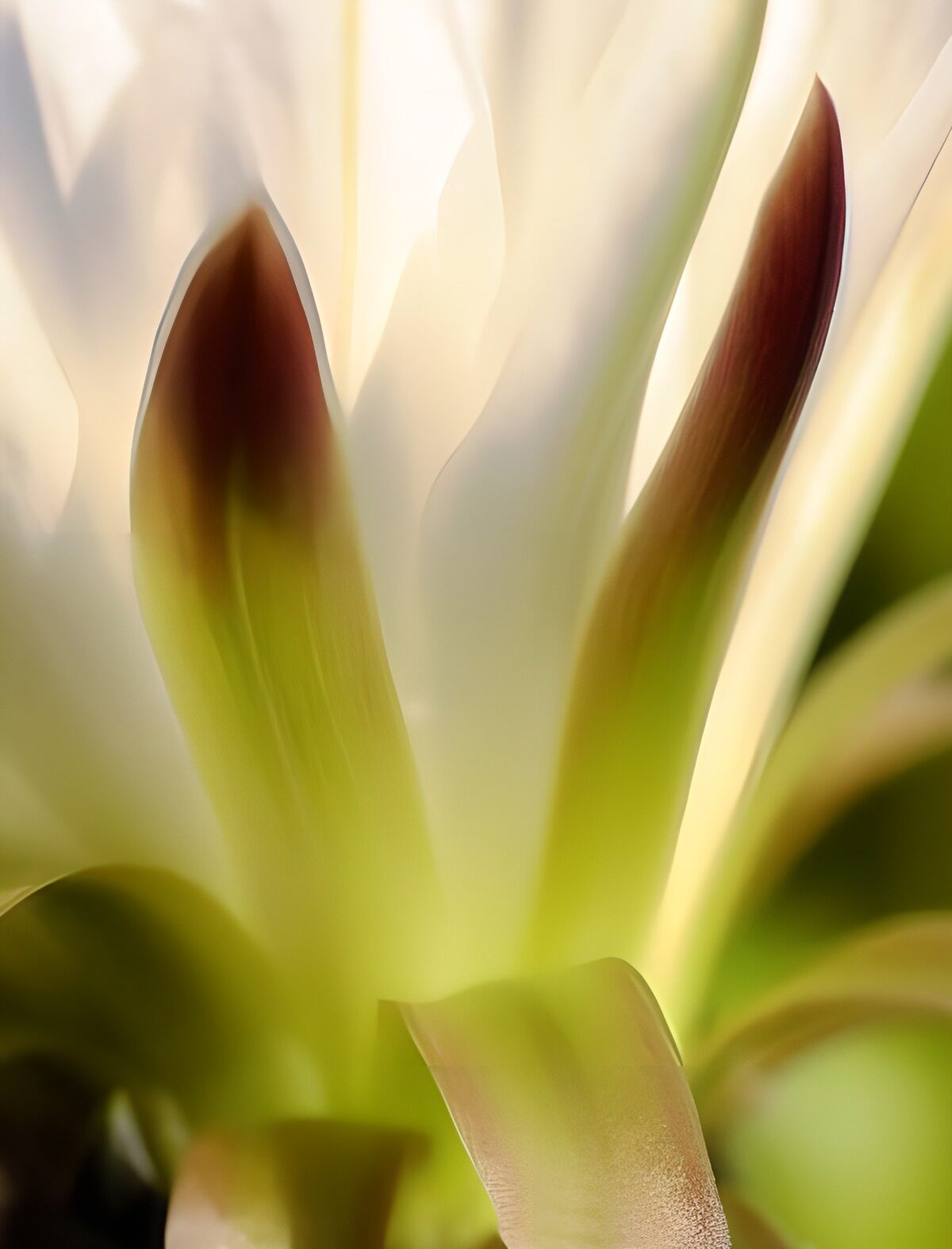 OCUK93407: Flower photo 133