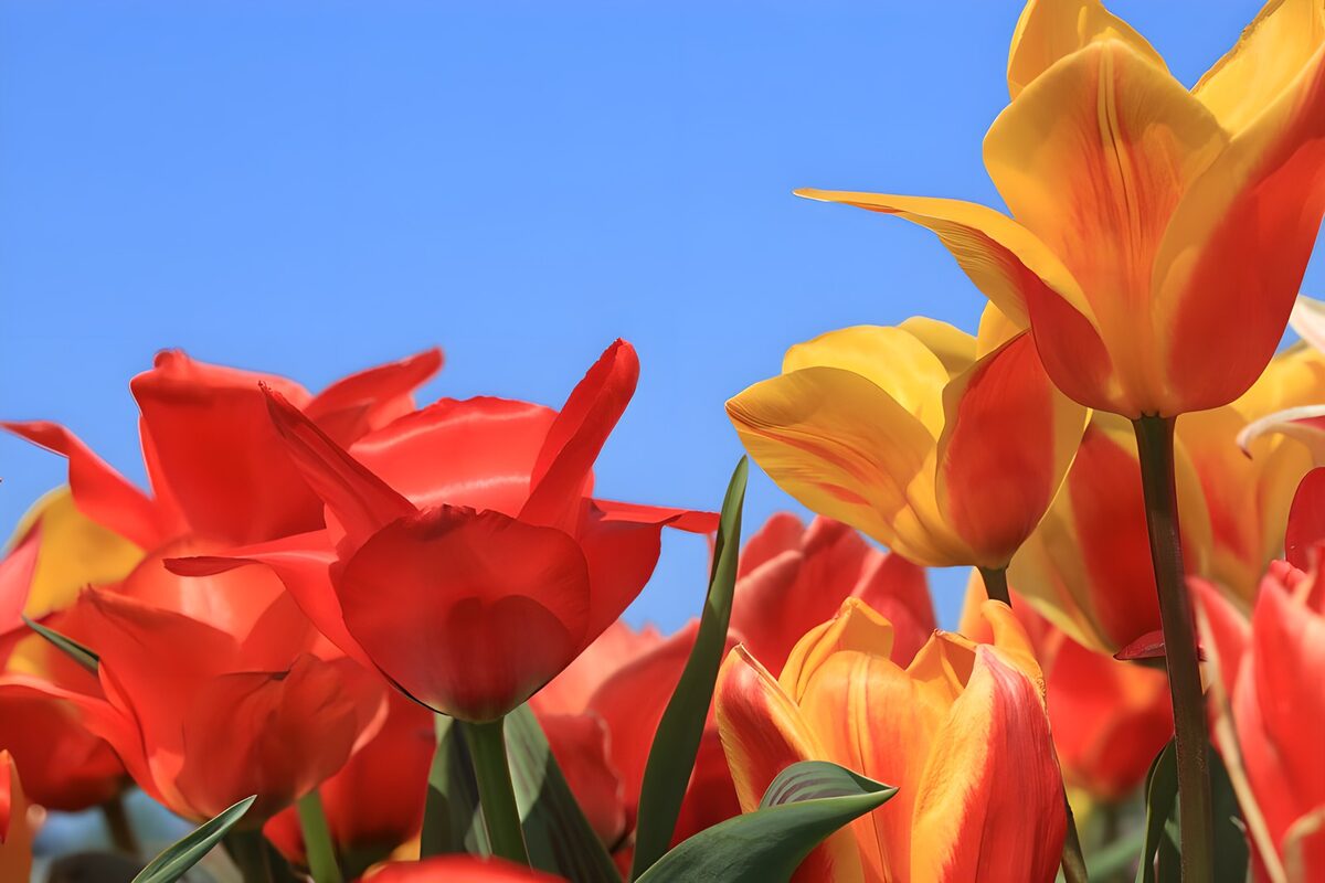 Orange and red tulips