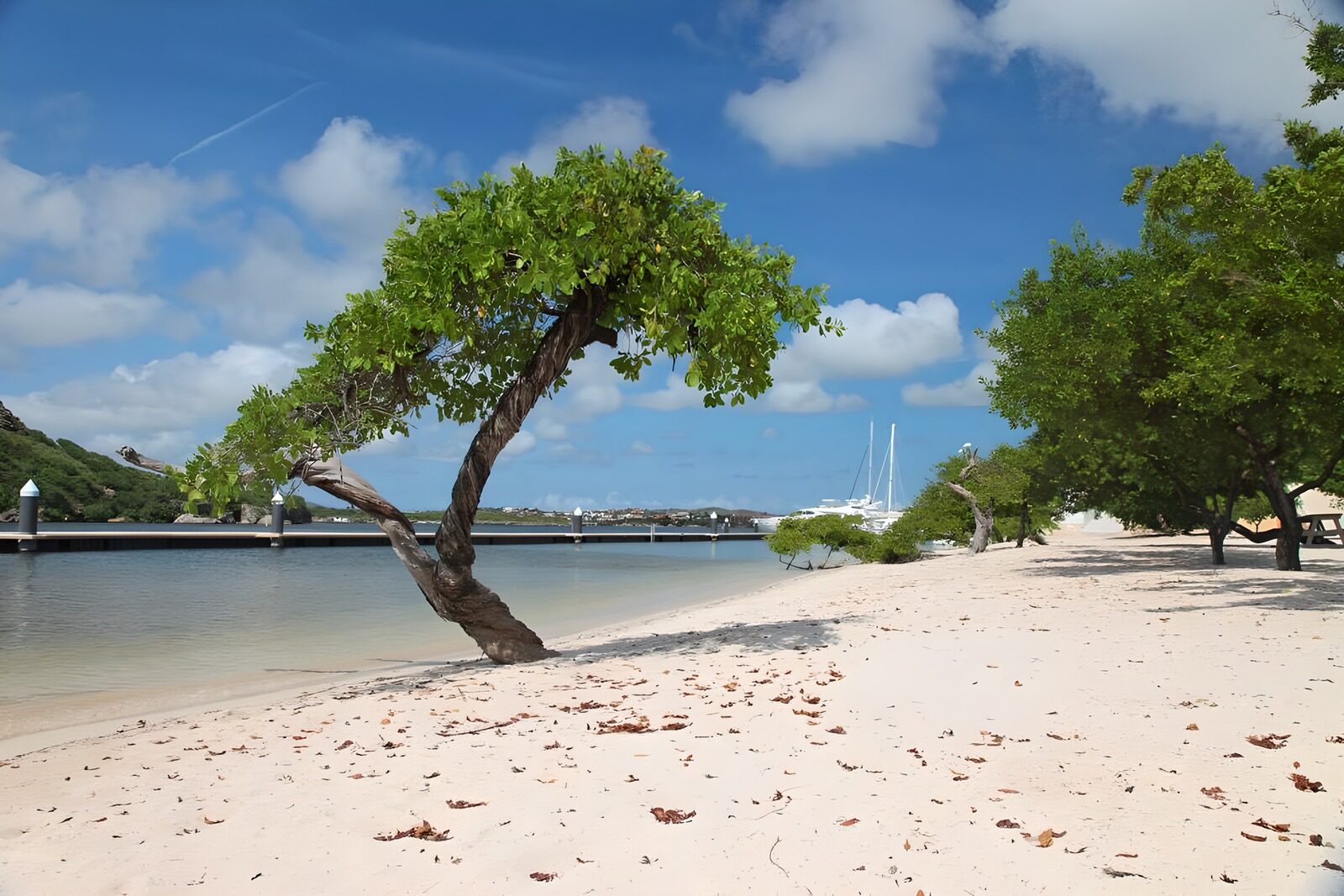 OCUK60900: Tree in water with blue sky