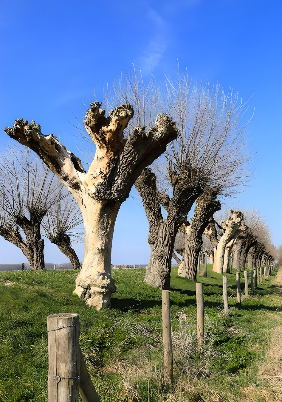 OCUK48582: Unique Pollarded Trees Under Blue Sky