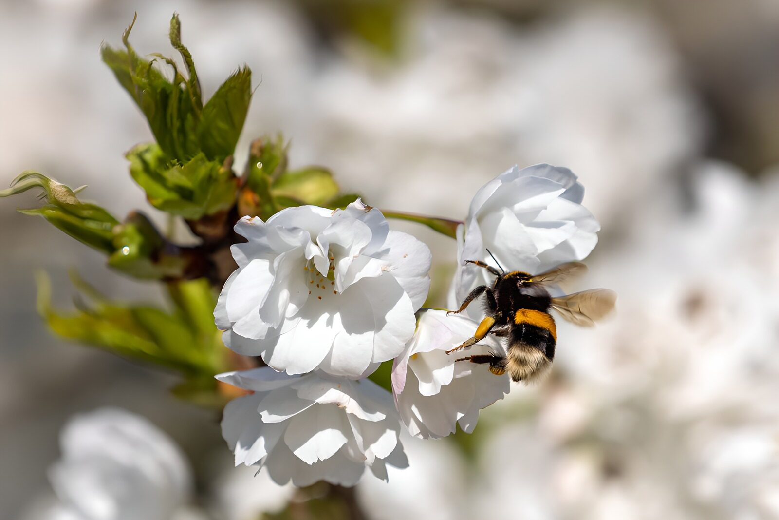 OCUK11827: Bumblebee on Cherry Blossom