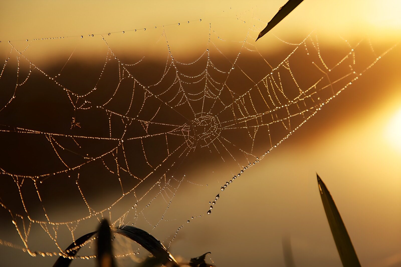 OCUK99892: Dewy Spiderweb at Sunrise