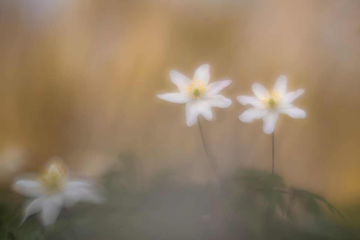 OCUK24910: Delicate White Wildflowers in Soft Light