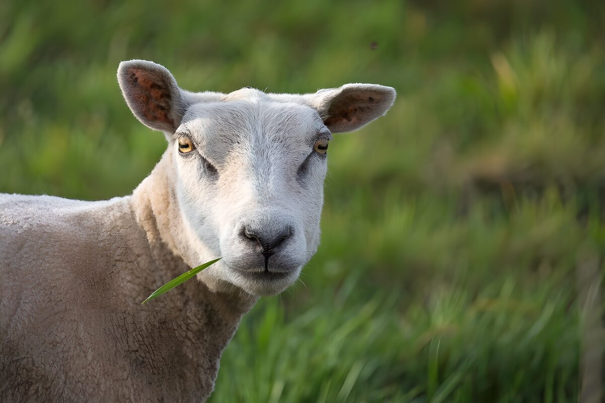 Sheep with a blade of grass