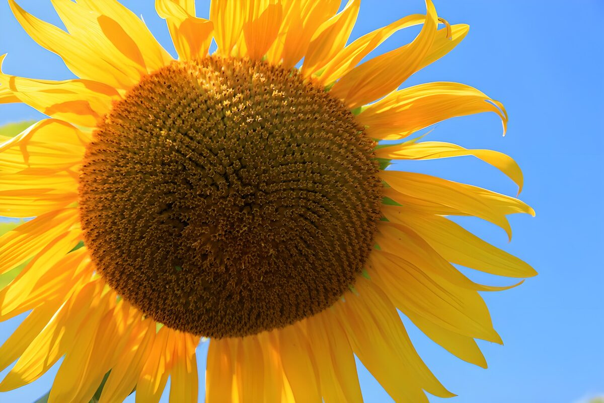 OCUK74952: Bright Sunflower Against Blue Sky