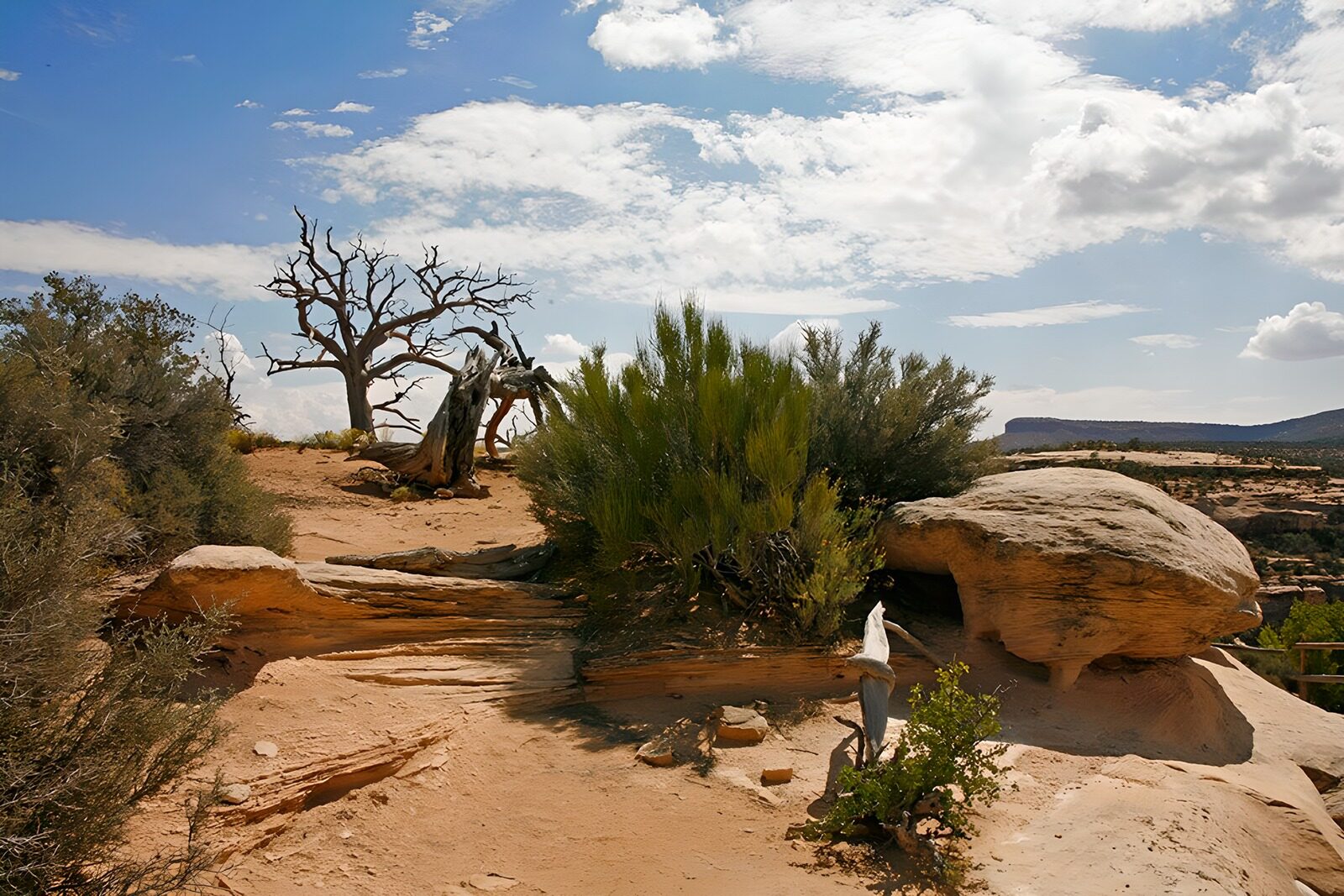 OCUK79702: Desert Landscape with Ancient Trees