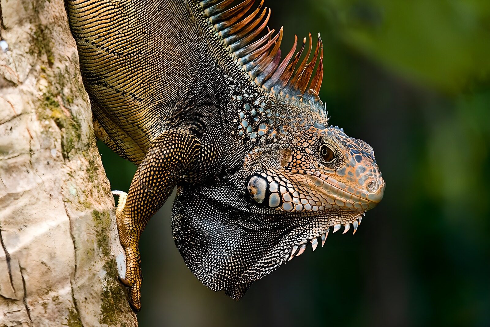 OCUK82857: Majestic Iguana on a Tree Branch