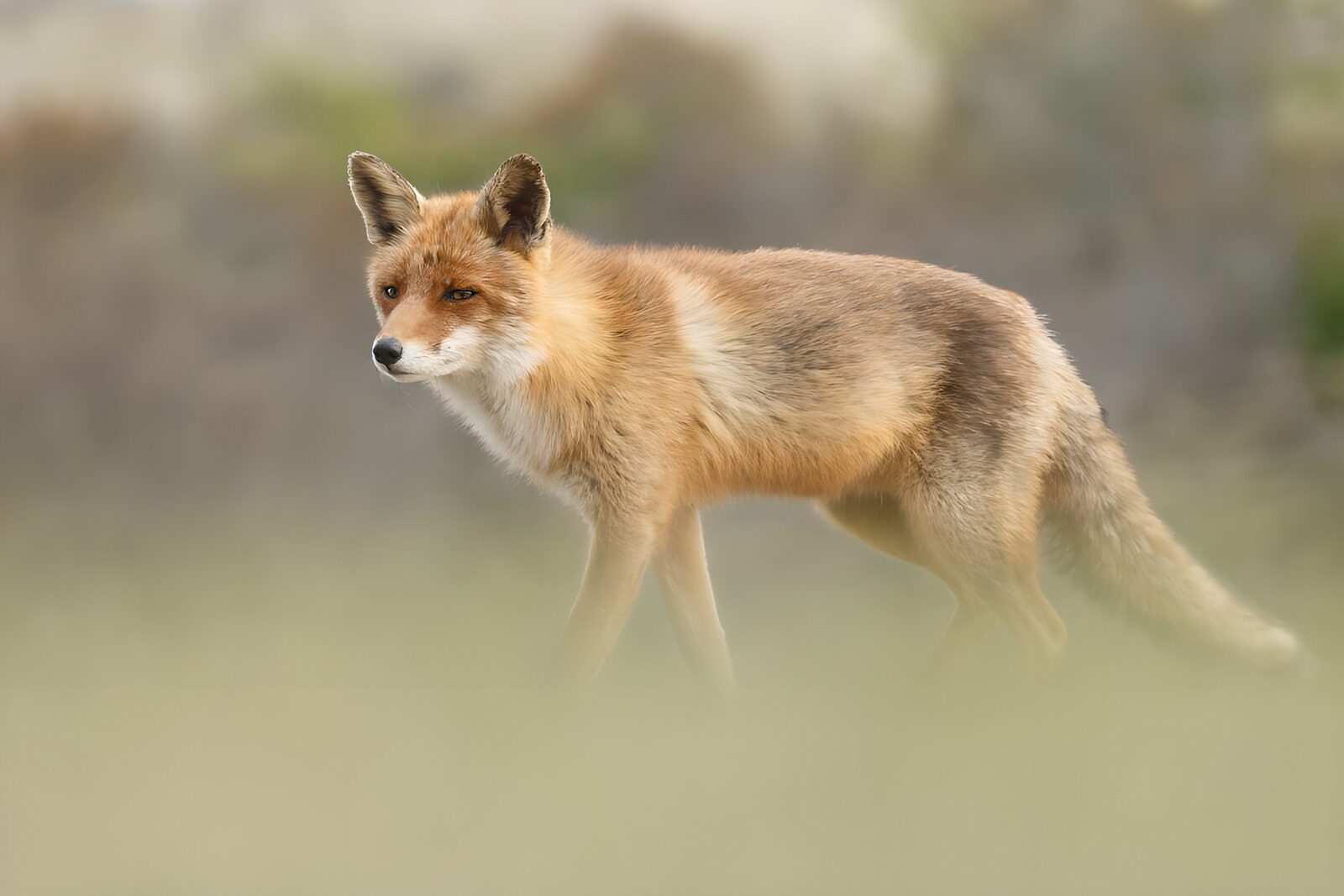 OCUK75059: Majestic Fox in its Natural Habitat