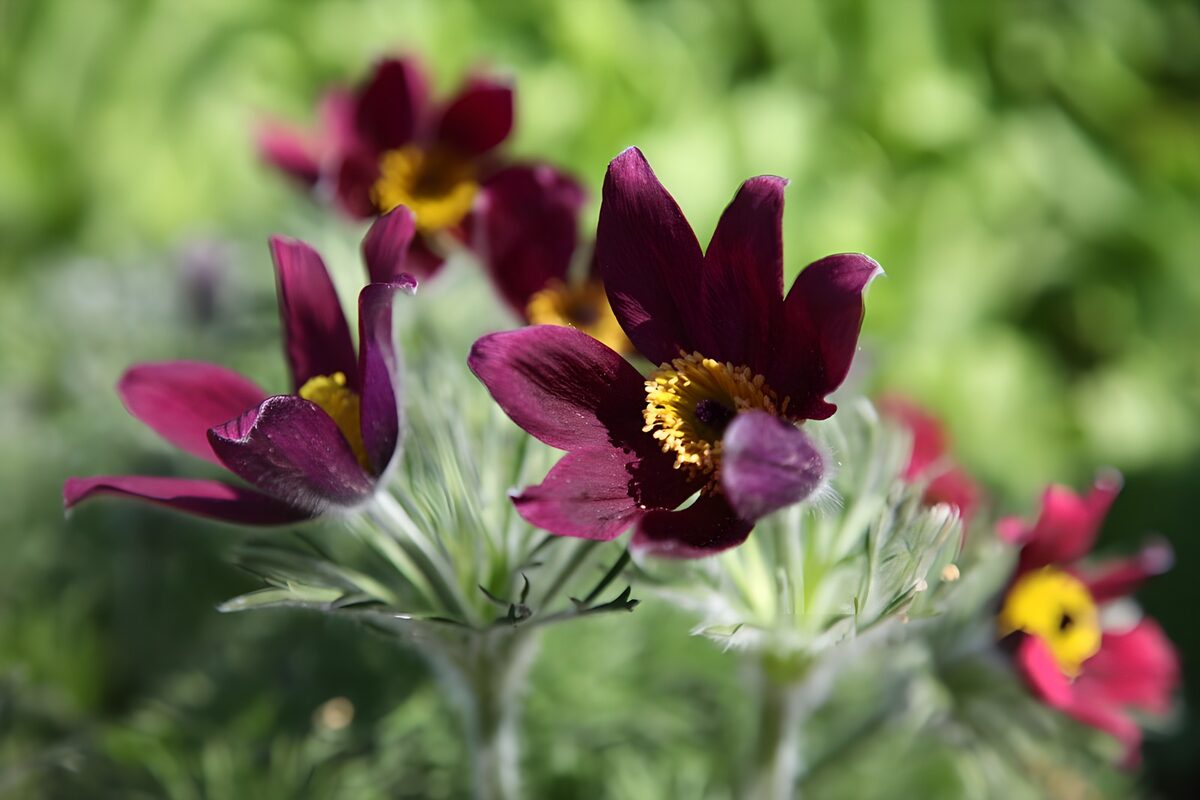 OCUK75091: Vibrant Purple Flowers in Bloom