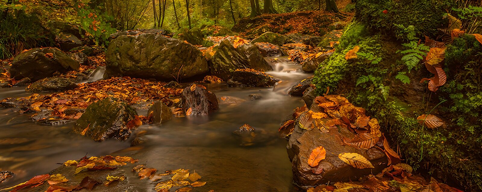 OCUK37259: Tranquil Autumn Stream