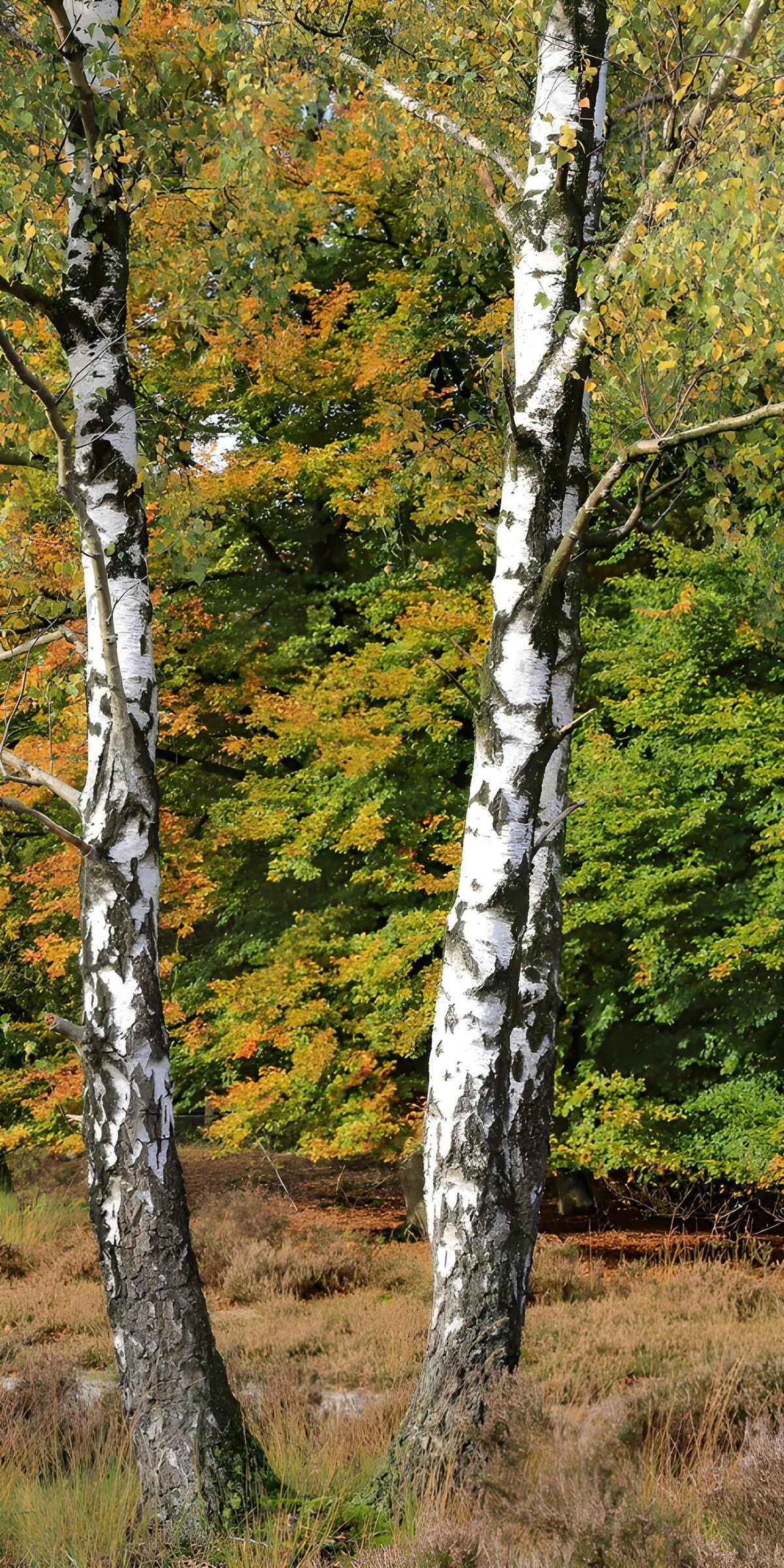OCUK74771: Beautiful Birch Trees in Autumn