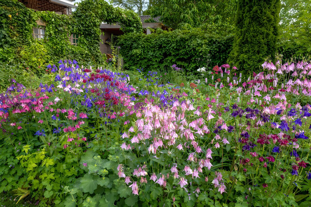 Colorful Blooming Garden