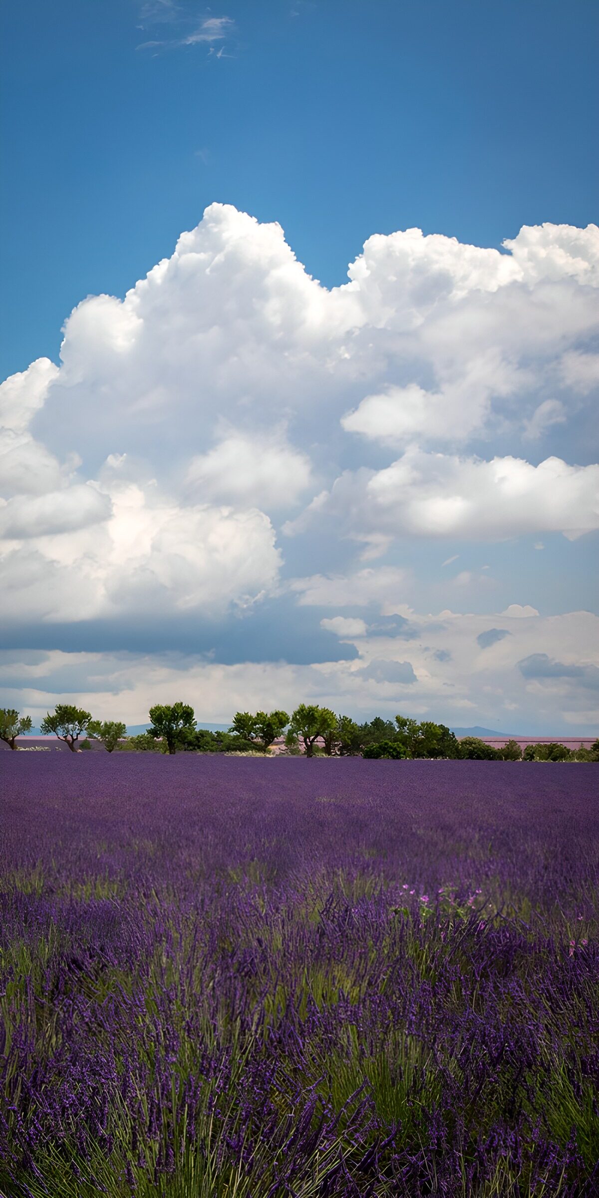 OCUK32950: Lavender Fields Under Blue Skies