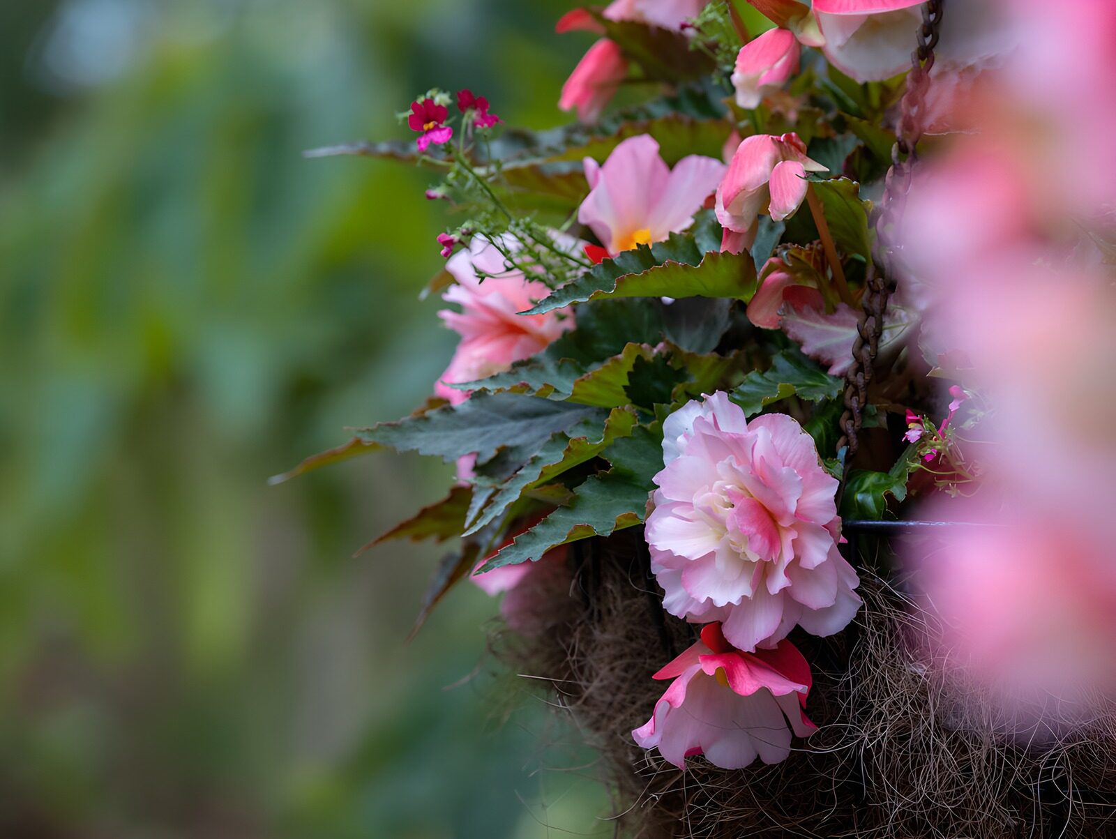 OCUK16506: Pink Double Begonia Hanging Basket