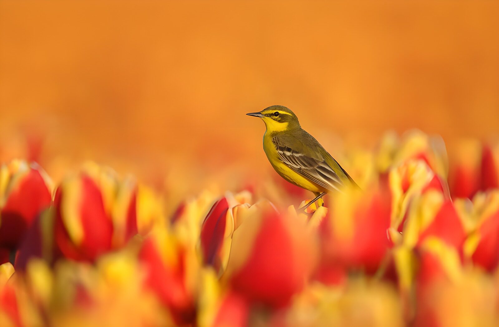 OCUK45182: Bright Bird Among Colorful Tulips