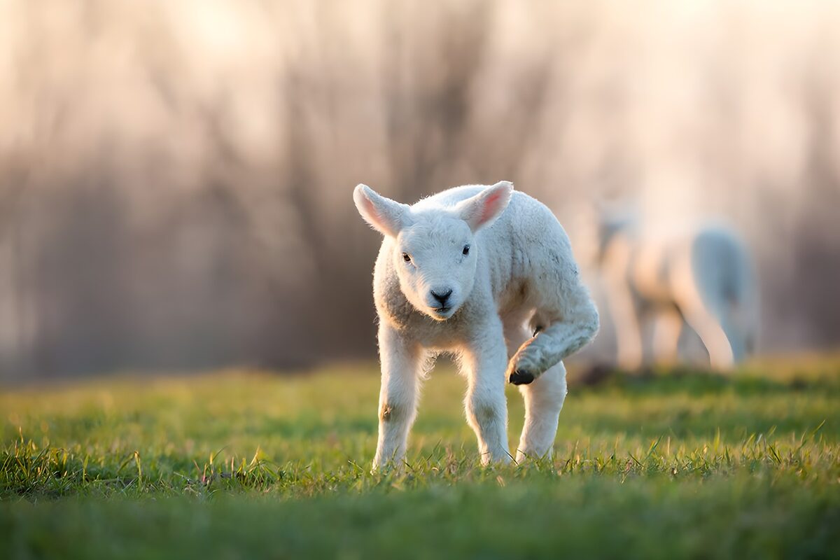 OCUK46520: Playful Lamb in Spring Meadow