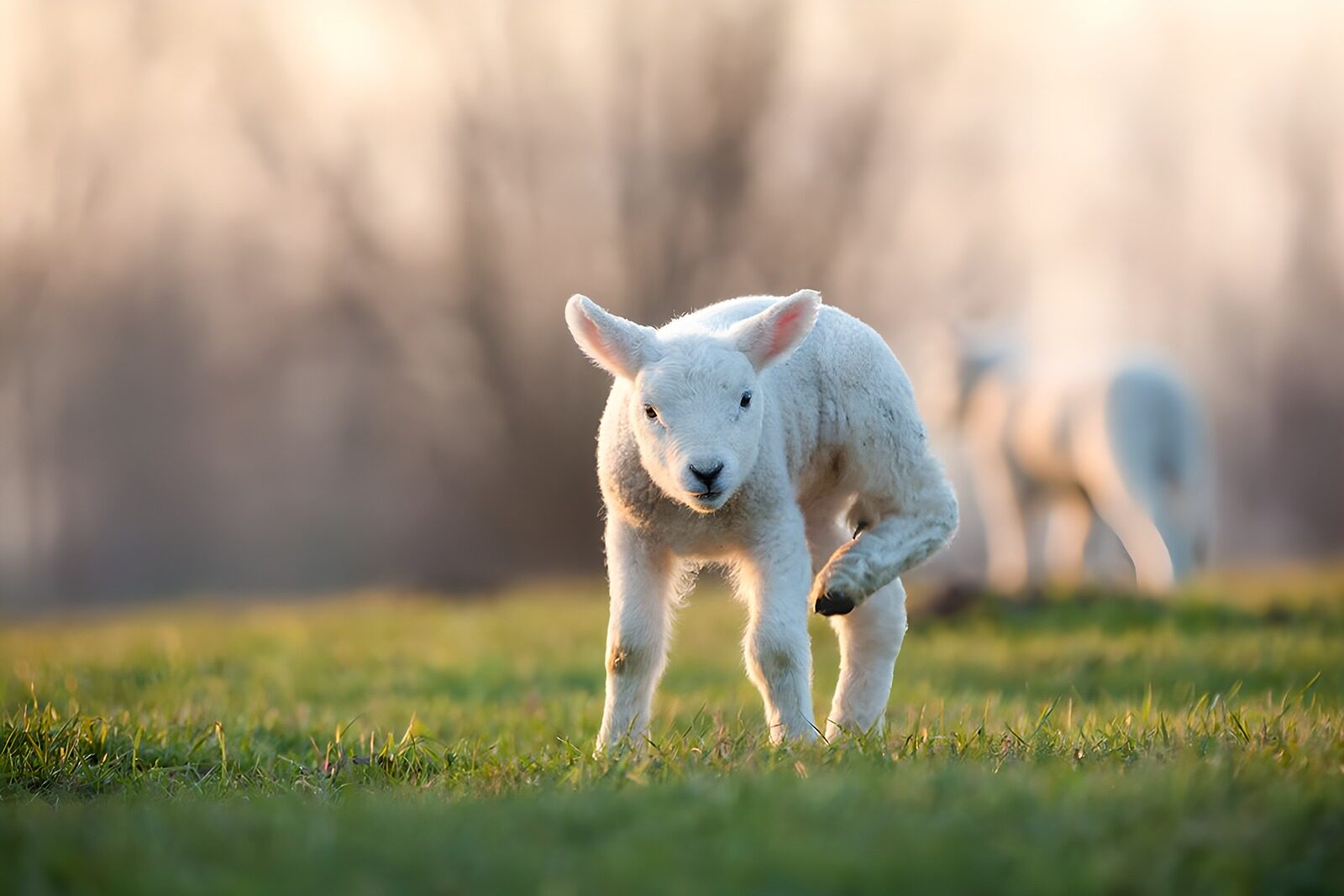 OCUK46520: Playful Lamb in Spring Meadow