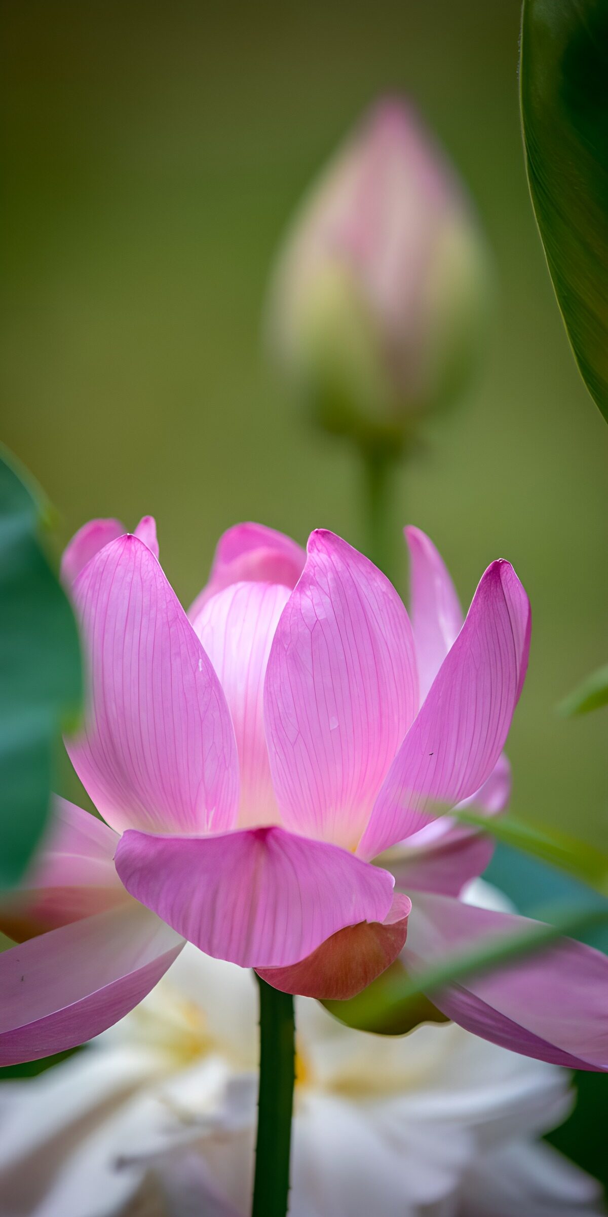 OCUK75806: Elegant Pink Lotus Blossom