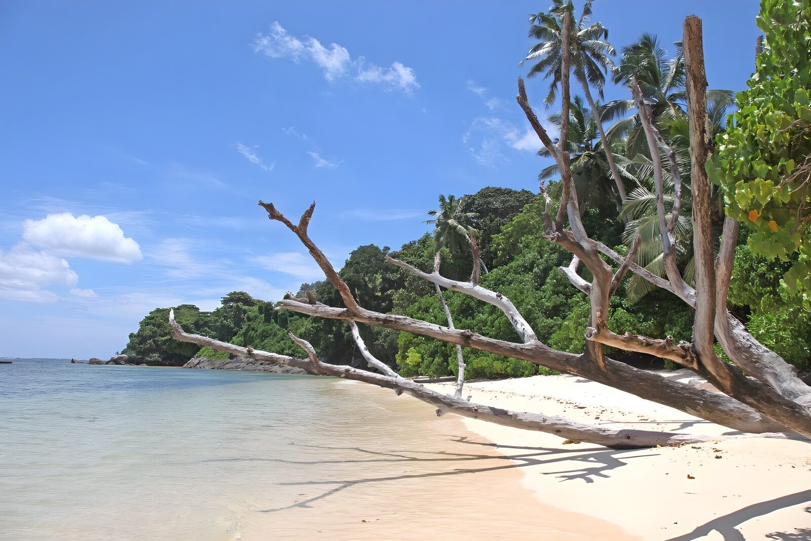 OCUK43208: Tranquil Beach with Driftwood and Palms